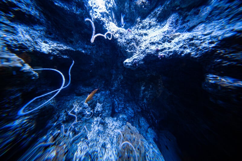 Underwater scene featuring a deep blue ocean cavern. The rocky walls of the cavern are highlighted by beams of light filtering through the water. Several slender, wavy marine creatures can be seen swimming around.