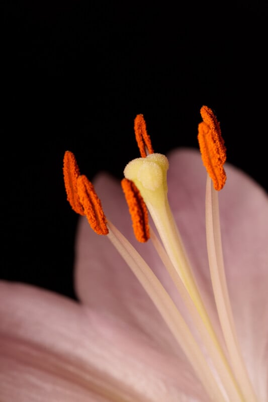 Close-up of a lily flower stamen with vivid orange anthers against a soft pink petal background. The detailed view highlights the pollen-covered tips and the smooth, delicate texture of the petals.