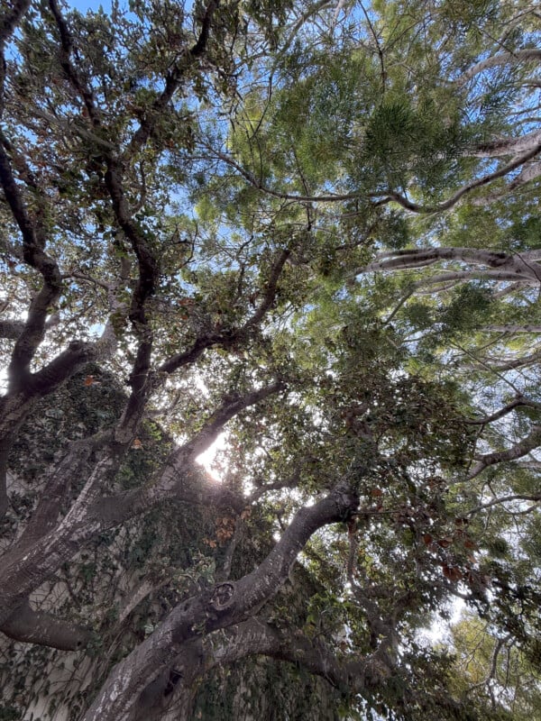 Looking up through the branches of a large tree with lush green leaves. Sunlight filters through the leaves, casting dappled light and shadow patterns. The sky above is clear and blue.
