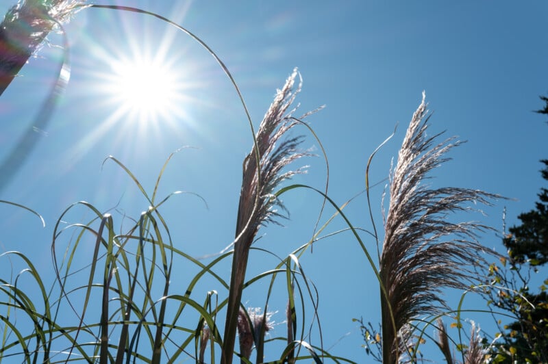 The image shows tall grass with feathery plumes swaying against a clear blue sky. The bright sun is shining, creating a lens flare effect. The perspective is from below, looking upward at the grass and sky.