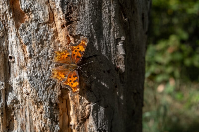 A vibrant orange and black comma butterfly perches on the rough bark of an old tree trunk in a sunlit forest, blending into its surroundings. The background is slightly blurred with green foliage.