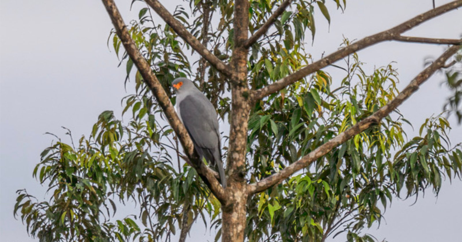 rare-lost-bird-of-prey-photographed-for-first-time-new-britain-goshawk.jpg